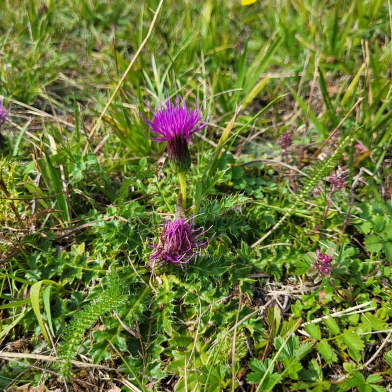 Cirsium acaulon (acaule), Stängellose Kratzdistel – Bild 4