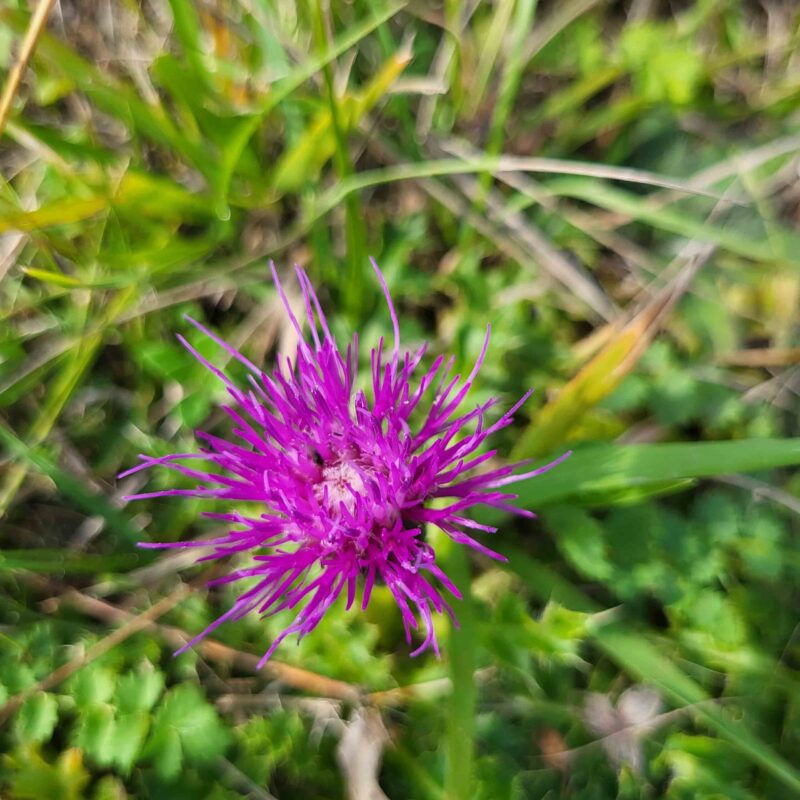 Cirsium acaulon (acaule), Stängellose Kratzdistel – Bild 5