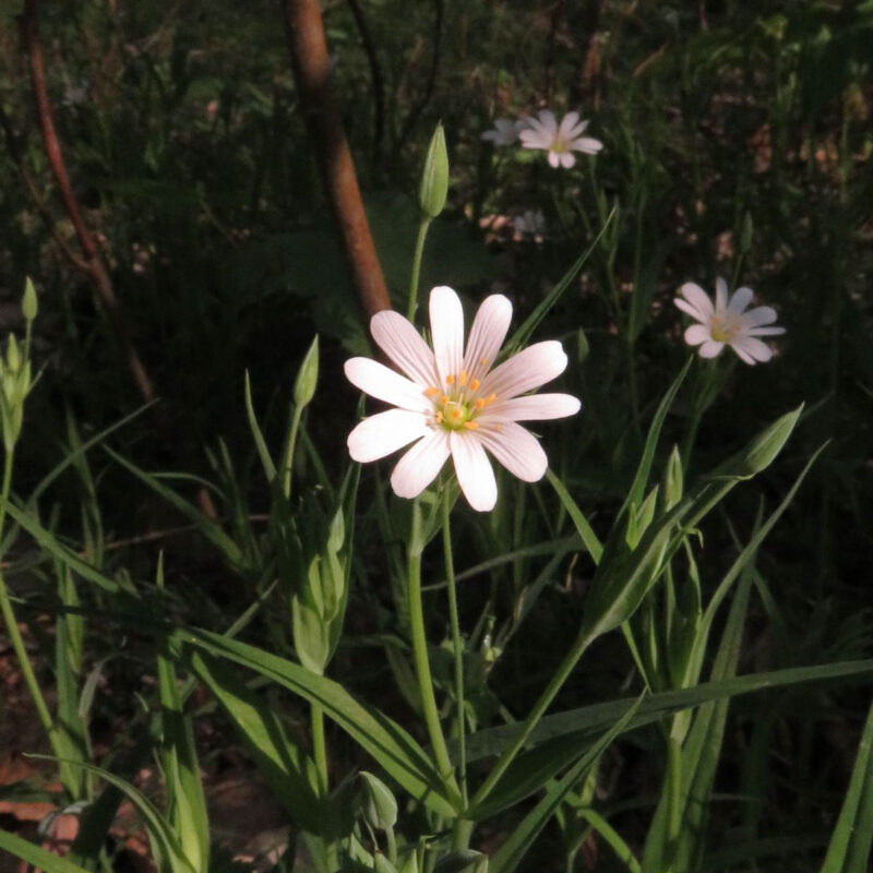 Stellaria holostea, Große Sternmiere