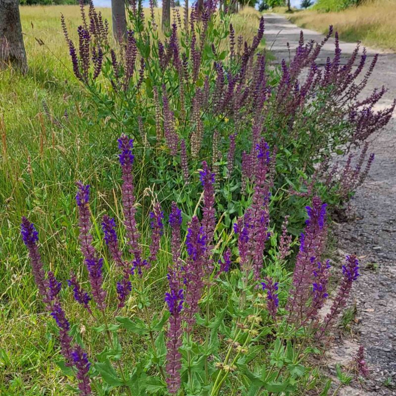Salvia nemorosa, Steppensalbei
