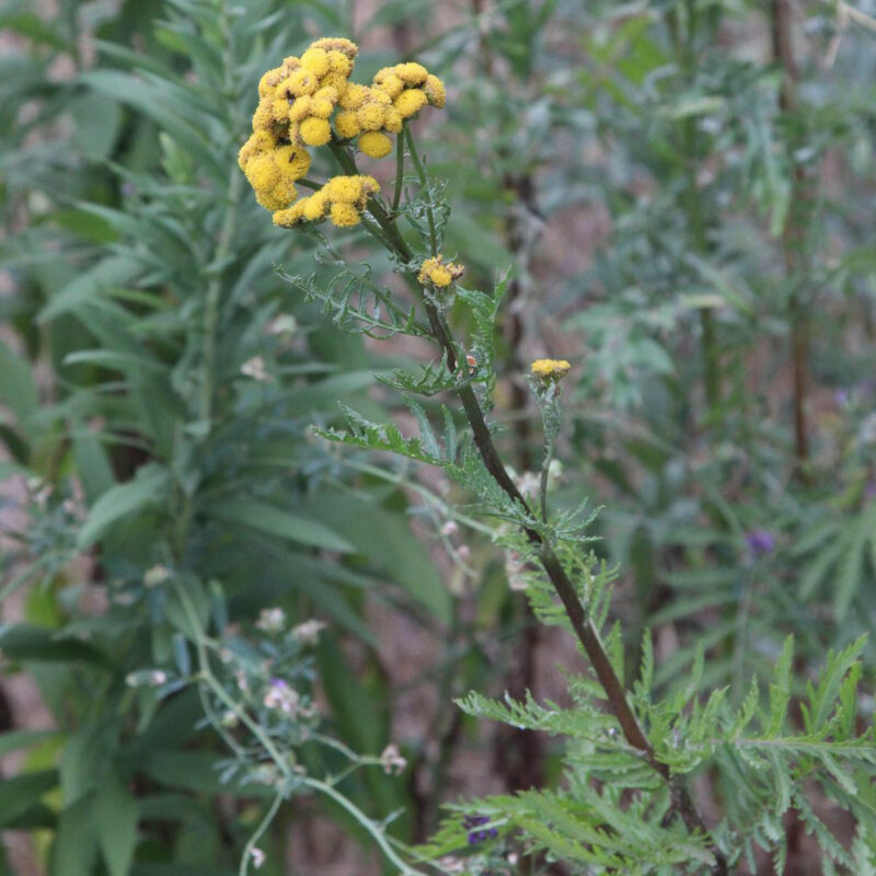 Tanacetum vulgare, Rainfarn – Bild 3
