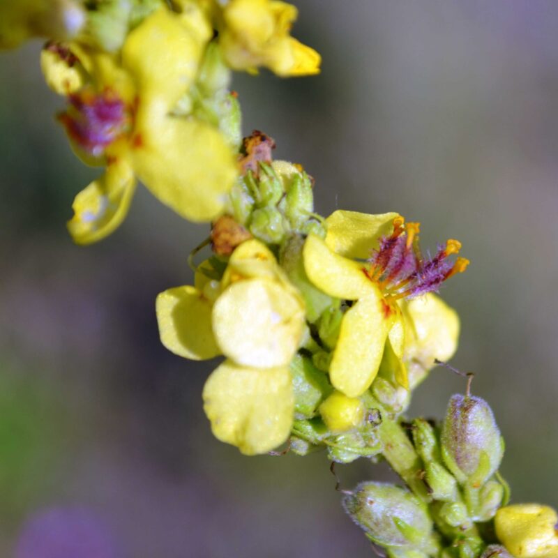 Verbascum nigrum, Schwarze Königskerze