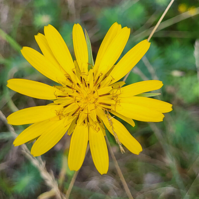 Tragopogon pratensis, Wiesen-Bocksbart (Saatgut)