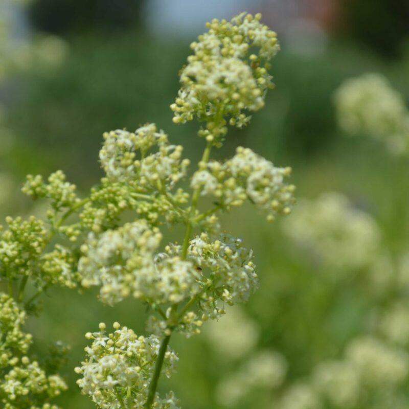 Galium mollugo, Wiesen-Labkraut – Bild 2