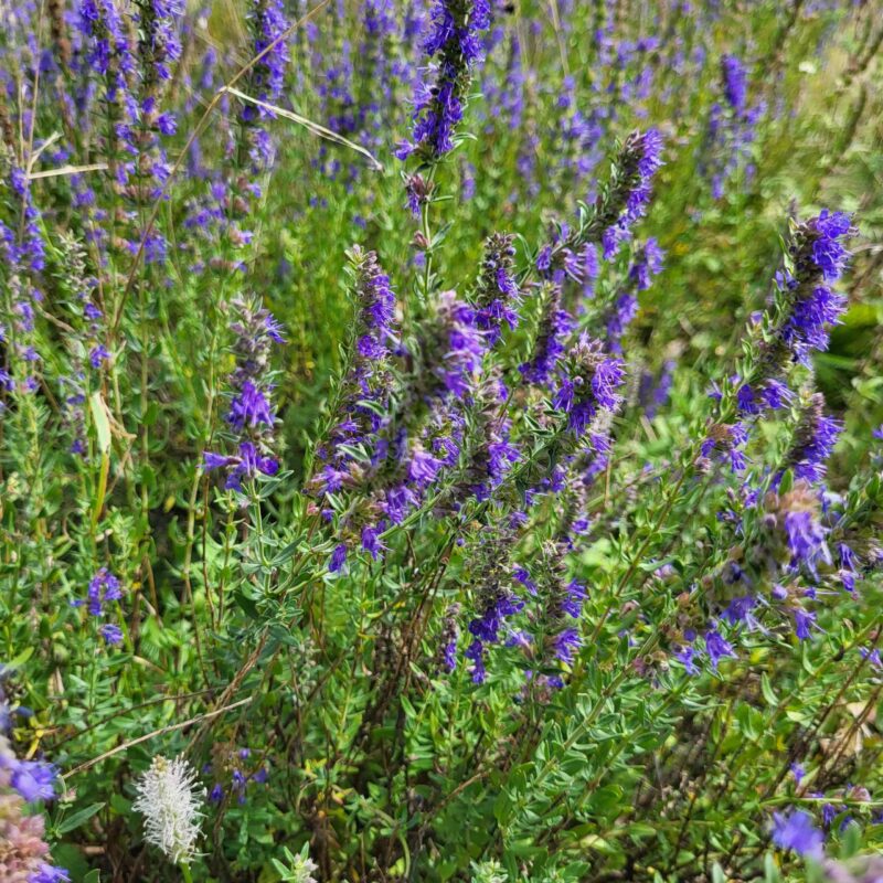 Hyssopus officinalis, Ysop