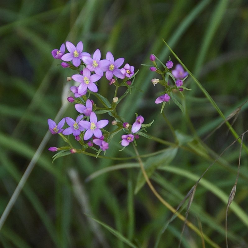 Centaurium erythrea, Echtes Tausengündelkraut