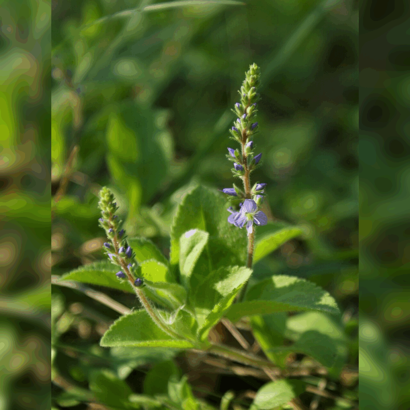 Veronica officinalis, Echter Ehrenpreis