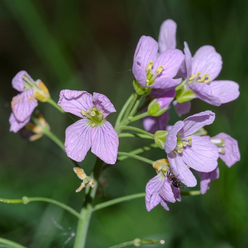 Cardamine pratensis, Wiesenschaumkraut