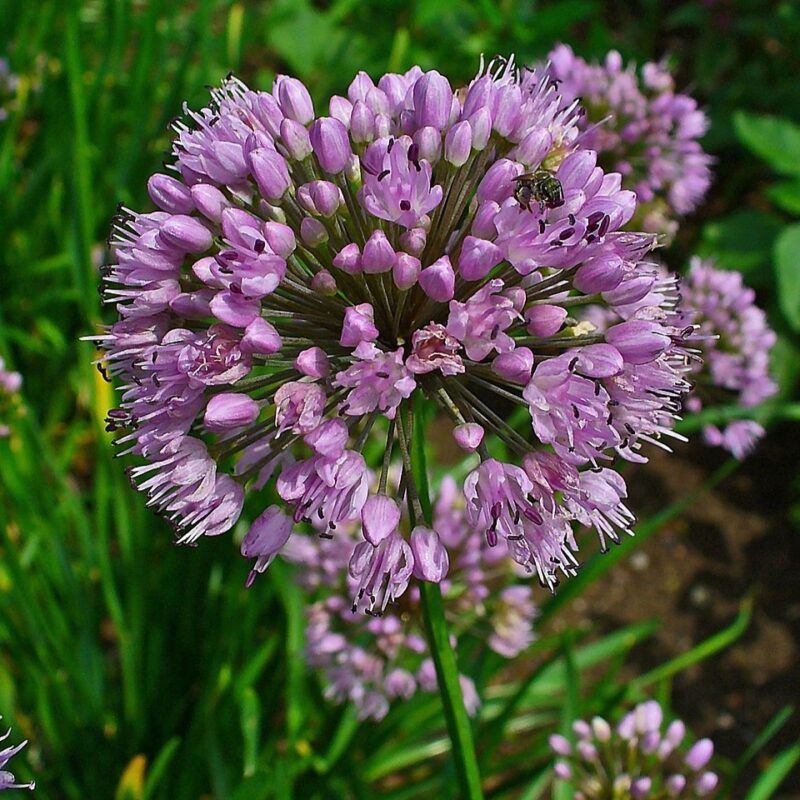 Allium lusitanicum, Berg-Lauch