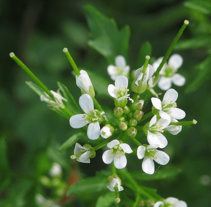 Cardamine flexuosa, Wald-Schaumkraut
