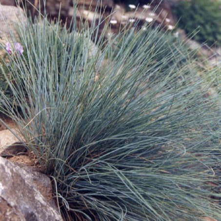 Festuca cincerea, Blauschwingel