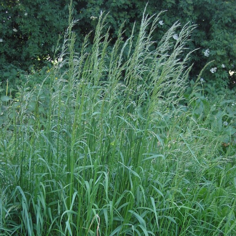 Arrhenatherum elatius, Glatthafer