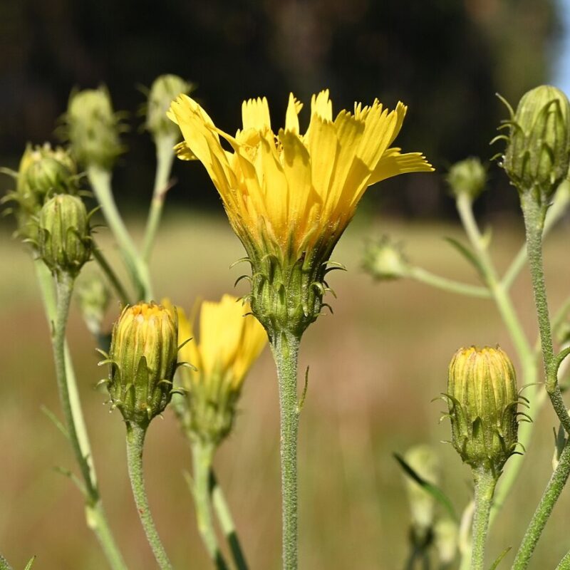 Hieracium umbellatum, Doldiges Habichtskraut