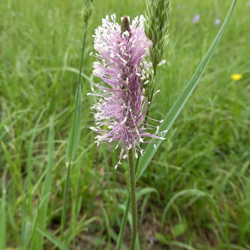 Plantago media, Mittlerer Wegerich