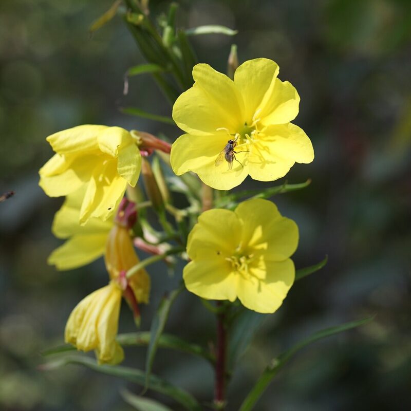 Oenothera bienmis, Gemeine Nachtkerze