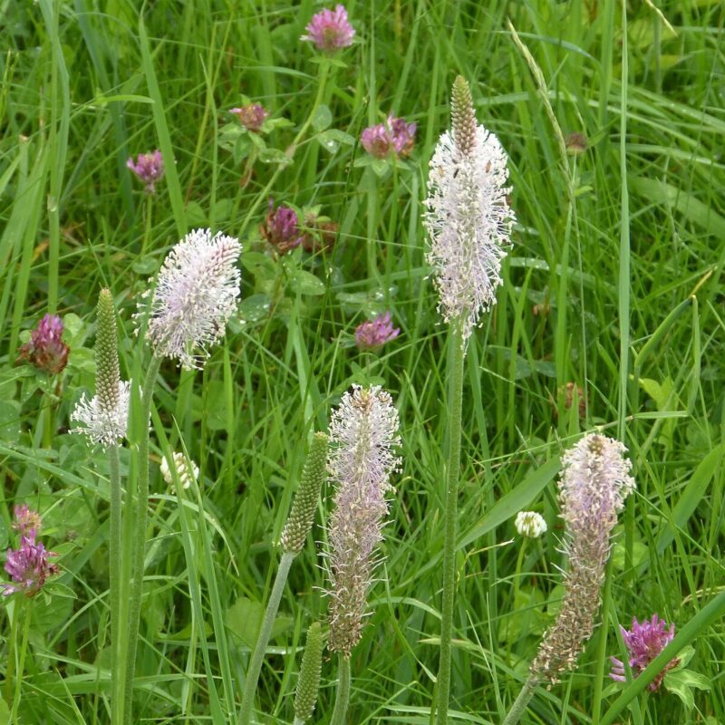 Plantago lanceolata, Spitwegerich