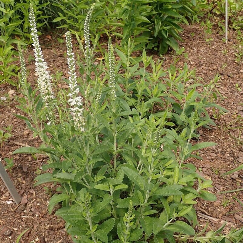 Veronica spicata 'Alba', Ähriger Ehrenpreis 'Alba'